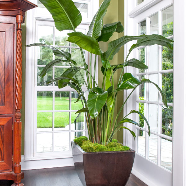 Bird Of Paradise In Pot Outside