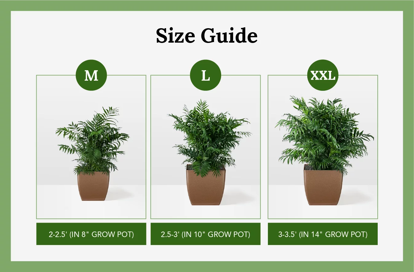 Parlor Palm Guide: How to Grow and Care for Parlor Palm