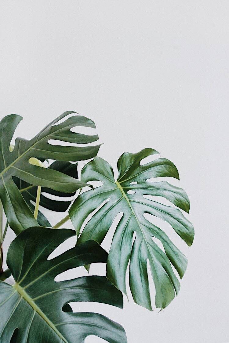 Monstera Care Guide Plantz Caring For Your Monstera Deliciosa